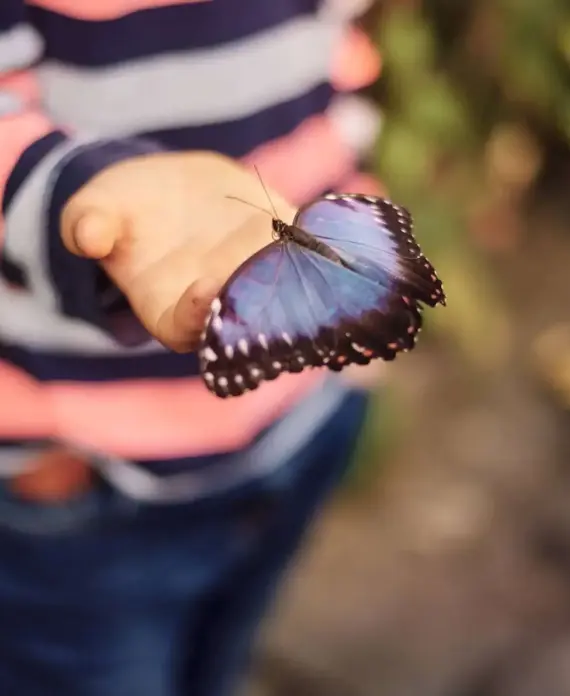 A person wearing a striped long-sleeve shirt holds out a hand, on which a large, vibrant blue butterfly is perched. The background is softly blurred, highlighting the butterfly and the person's hand.