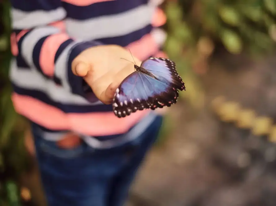 A person wearing a striped long-sleeve shirt holds out a hand, on which a large, vibrant blue butterfly is perched. The background is softly blurred, highlighting the butterfly and the person's hand.