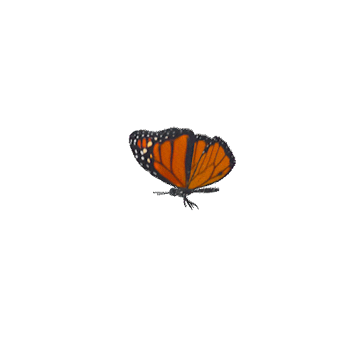 A vibrant monarch butterfly with orange and black wings gently flapping as it flies against a plain black background, reminiscent of the serene gardens surrounding Malahide Castle.