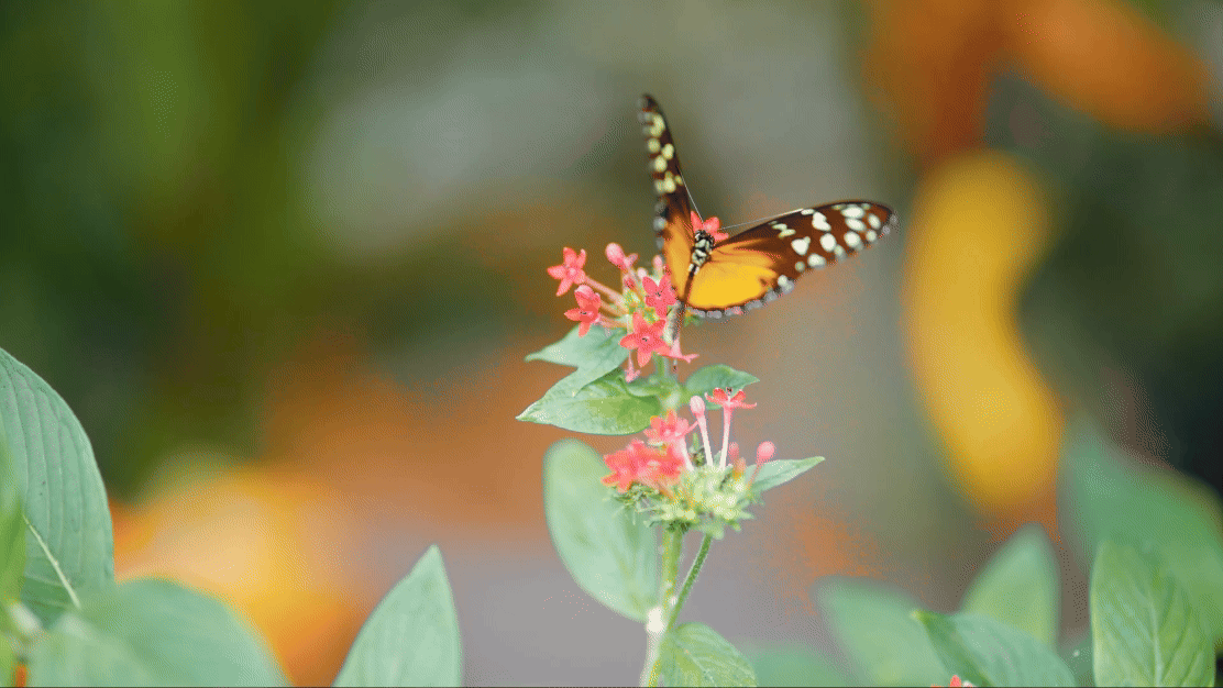 A butterfly with orange wings and black-and-white patterns is perched on a cluster of small red flowers, surrounded by green leaves near Malahide Castle. The background is softly blurred with hints of green and orange, capturing the serene beauty of this historic site's gardens.