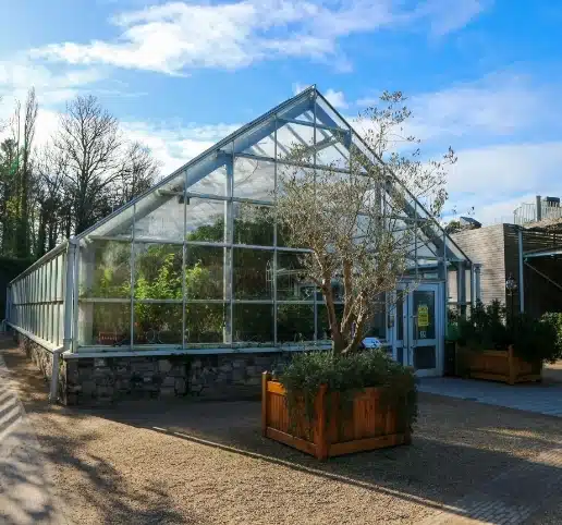 A greenhouse with large glass panels stands under a bright blue sky near Malahide Castle. Inside, various green plants are visible. A wooden planter with a small tree is placed near the entrance, which has a sign on the door. Shadows suggest morning or afternoon light.