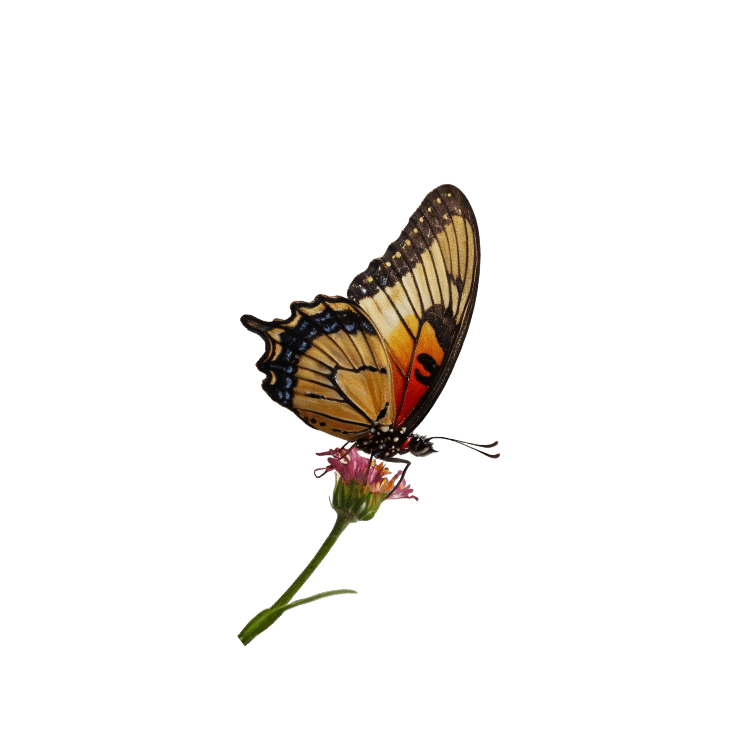 A vibrant butterfly with yellow, black, and orange markings perches delicately on a pink flower against the plain backdrop of Malahide Castle's serene gardens. The wings are spread open, showcasing intricate patterns and colors.