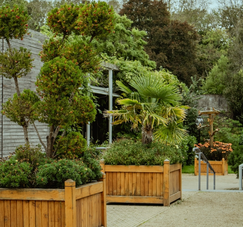 A tranquil outdoor space at Malahide Castle with wooden planters showcasing lush greenery, including palm trees and other shrubs. Concrete paths wind through the area, bordered by tall trees, creating a serene atmosphere ideal for reflection.