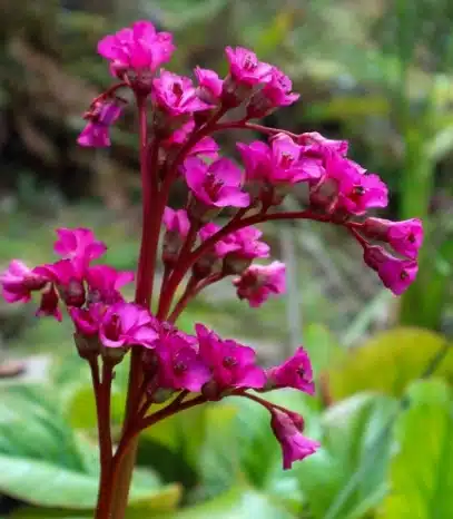 A cluster of vibrant pink flowers with dark pink stems flourishes near Malahide Castle, set against a lush green background. The small, rounded blossoms grow closely together, adding a pop of color to the historic landscape.