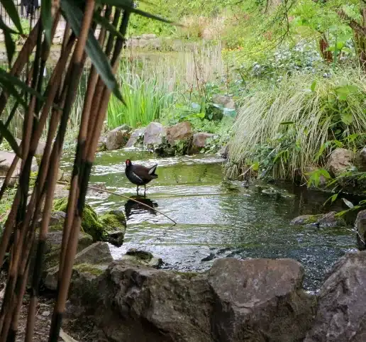 A pond at Malahide Castle, surrounded by lush greenery and rocks, features a moorhen poised on a rock. Stalks of bamboo frame the left side of the image, while vibrant plants create a lively backdrop that enhances the serene atmosphere.