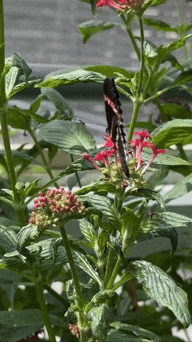 A butterfly perched on a cluster of pink flowers with green leaves at Malahide Castle. The image captures the delicate details of the wings and the vibrant colors of the surrounding foliage in this enchanting garden setting.