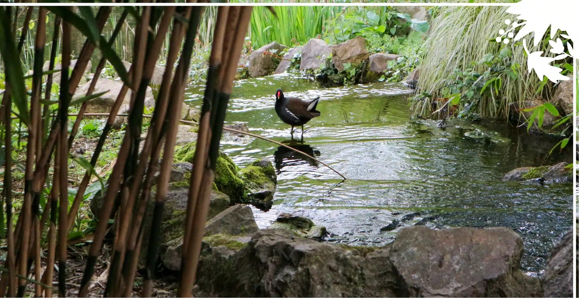 A moorhen stands on a small rock in a tranquil pond, reminiscent of the serene landscapes around Malahide Castle. Lush greenery and stone remain ever-present as reed plants frame the foreground and gentle ripples dance across the water.