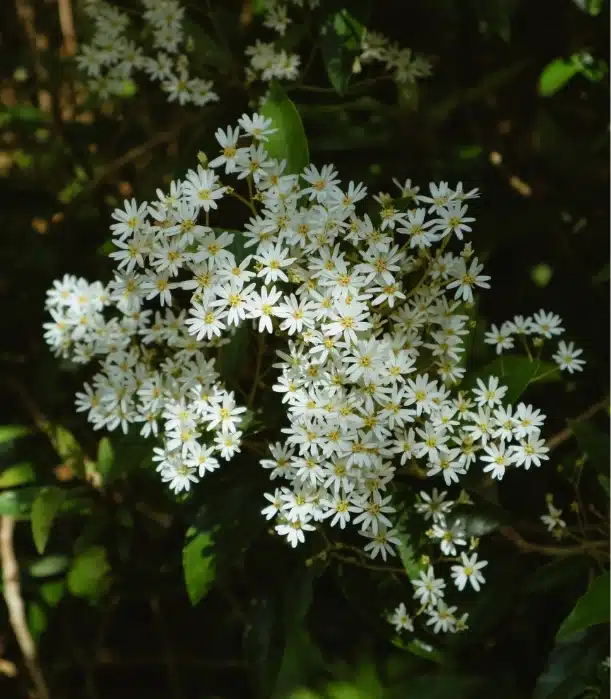 Clusters of small white flowers with yellow centers bloom abundantly among dark green leaves, creating a lush scene reminiscent of Malahide Castle's enchanting gardens.