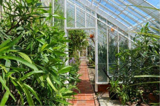 Inside the sunlit greenhouse of Malahide Castle, a glass ceiling allows beams of light to illuminate lush green plants lining the narrow red-brick path. Vibrant orange and purple flowers enhance the serene atmosphere, their colors glowing softly in the streaming sunlight.