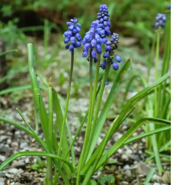 Purple grape hyacinths bloom with clusters of small, bell-shaped flowers atop slender green stems, reminiscent of the scenic gardens at Malahide Castle, set against a blurred garden background.