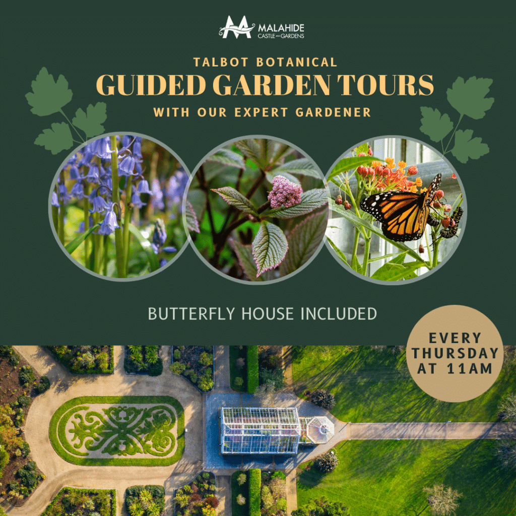 Discover the enchanting Talbot Botanical Guided Garden Tours at Malahide Castle Gardens. With captivating visuals of flowers, leaves, and butterflies, immerse yourself in nature's symphony – it's like a peaceful Battle of the Bands. Join us every Thursday at 11 AM, and don't miss the butterfly house!.