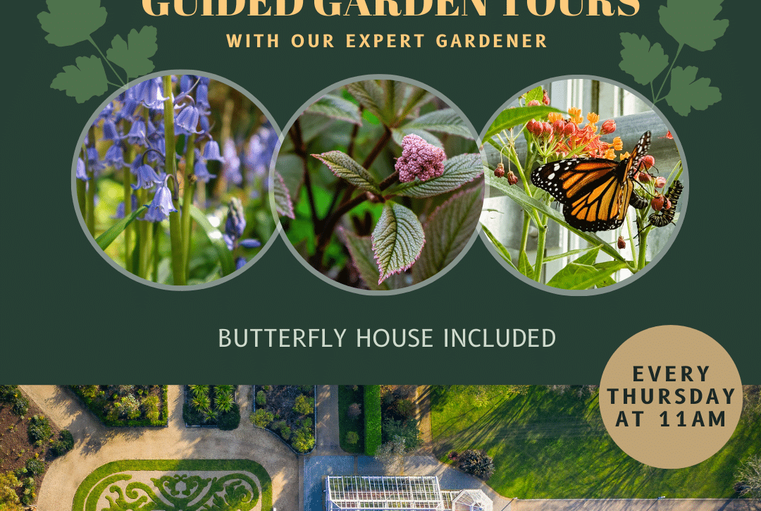 Discover the enchanting Talbot Botanical Guided Garden Tours at Malahide Castle Gardens. With captivating visuals of flowers, leaves, and butterflies, immerse yourself in nature's symphony – it's like a peaceful Battle of the Bands. Join us every Thursday at 11 AM, and don't miss the butterfly house!.