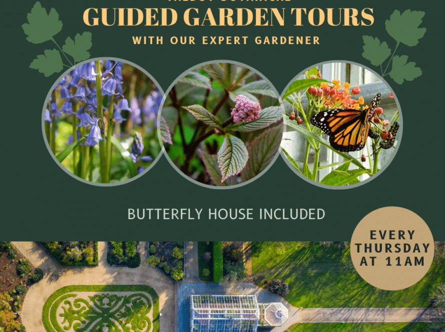 Discover the enchanting Talbot Botanical Guided Garden Tours at Malahide Castle Gardens. With captivating visuals of flowers, leaves, and butterflies, immerse yourself in nature's symphony – it's like a peaceful Battle of the Bands. Join us every Thursday at 11 AM, and don't miss the butterfly house!.