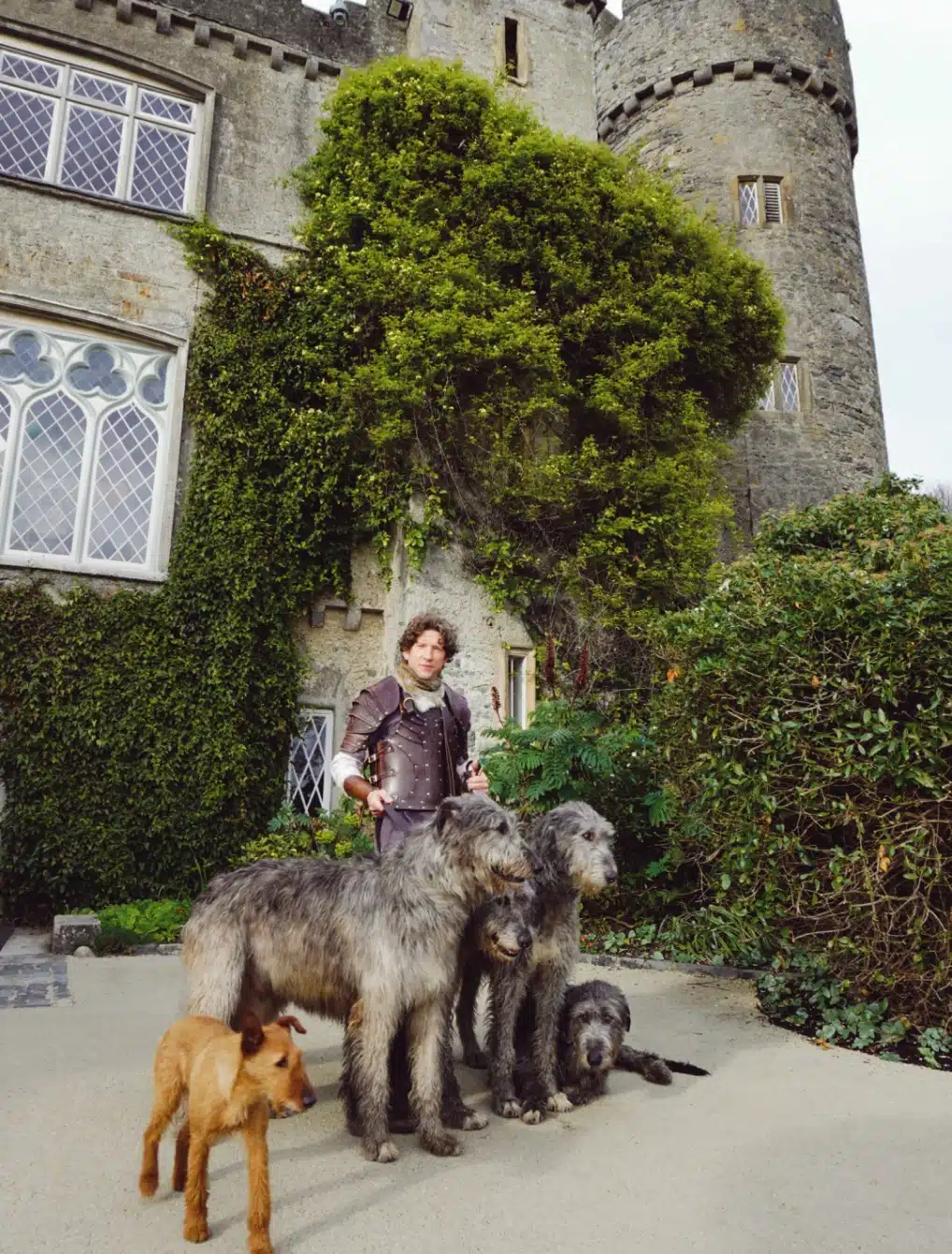 A person in historical clothing stands outside a stone castle, surrounded by four large Irish Wolfhounds and one smaller brown dog, greenery and ivy climbing the building—an enchanting scene perfect for a Malahide Castle marquee hire event.