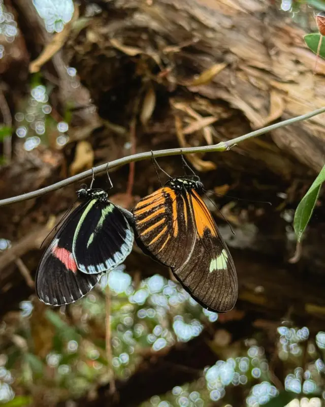 When opposites attract 🦋🖤🧡

#butterflies #naturelovers #wildbeauty  #MalahideCastleAndGardens #butterflyhouse #naturephotography #momentofmagic #earthfocus #tinyworld #lovemalahide