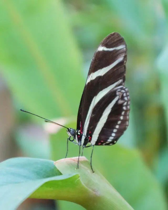 Wings of wonder in the Butterfly House 🦋

Take a closer look and you’ll find magic in every detail - like this stunning zebra longwing butterfly, one of many fluttering through the tropical oasis at Malahide Castle. ✨

📍 Included with entry to the Walled Garden

Tiny wings, big joy. 🦋👐

#MalahideCastle #ButterflyHouse #WalledGarden #VisitDublin #FamilyDaysOut #HiddenGemsIreland #ButterflyMagic #NatureUpClose