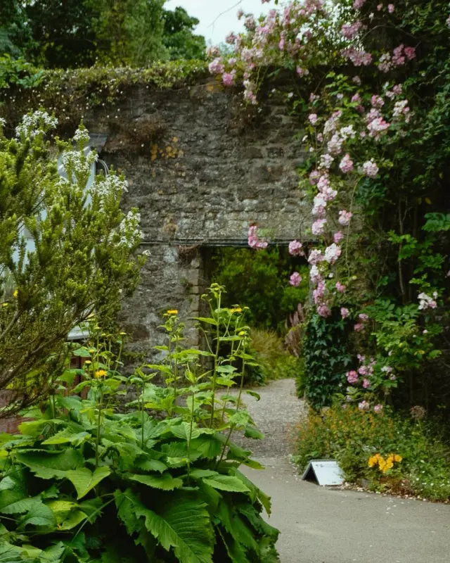 Malahide’s palette – a symphony of colours in full bloom🌷🌸🌷🏵

🌿✨ Stroll through the walled garden at Malahide Castle, where colourful flowers 🌺🌼🌻 and lush greenery 🌱🌳 surround you at every turn.

📍 A perfect summer spot just outside Dublin 🇮🇪, full of colour 🎨, calm 😌, and charm 🏰.

#MalahideCastle #WalledGarden #VisitDublin #SummerInIreland #IrishGardens
#CastleWalks #HistoricGardens #FlowerPhotography #IrelandTravel #GardenInspiration
#DublinCastles #HiddenGemsIreland #NatureInBloom #ThingsToDoInDublin