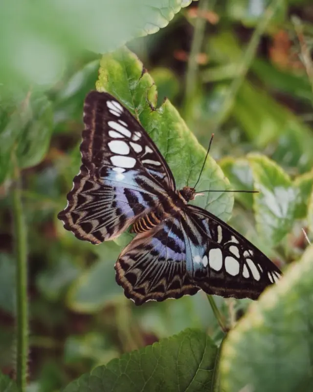 🦋 Did you know butterflies can’t fly if they’re cold? They need to warm their wings in the sun before they can take off. 

Next time you visit the Butterfly House at Malahide Castle, keep an eye out - you might just catch one basking in the morning light, waiting for lift-off. ☀️✨

#MalahideCastle #ButterflyHouse #NatureMagic #WildlifeWonder #ButterfliesOfInstagram #DiscoverDublin #VisitDublin #FunFacts