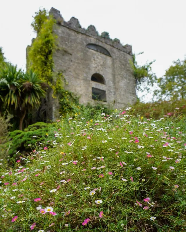 🌿 Blooming beauty in the Walled Garden!

The Olearia shrubs, once brought to Malahide from the Southern Hemisphere by Milo Talbot, 7th Baron and accomplished Irish botanist and horticulturist, are now showing off their stunning flowers. 🌸✨

They only blossom in July and August - don’t miss the chance to see them at their peak! 💜🌼

#MalahideCastle #WalledGarden #InBloom #DiscoverDublin #VisitDublin #LoveMalahide #Plants #Flowers