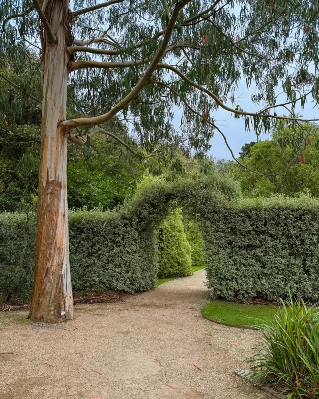 Wonderlights is just around the corner - soon these paths will be glowing with magic! 🌟🌿

#Wonderlights #MalahideCastle #WalledGarden #DublinEvents #ChristmasInDublin #DiscoverDublin #VisitDublin #MagicalMoments