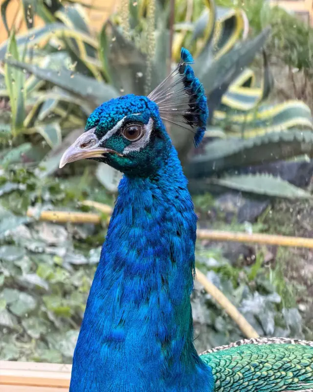 Did you know? 🦚 That iconic ‘eye’ pattern helps peacocks attract attention and honestly, it’s working 💙

#MalahideCastle #Peacock #DidYouKnow #CastleLife #WildlifePhotography #IrishNature #NoFilterNeeded #VisitDublin