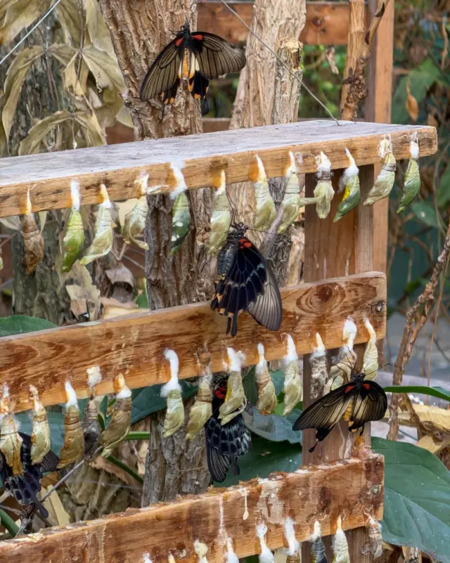 🌿🦋 A place where transformation unfolds 🦋🌿

Inside the Butterfly House at Malahide Castle, you can watch butterflies emerge, rest, and take their very first flight ✨ From delicate chrysalides to vibrant wings, it’s a peaceful, immersive experience that fascinates visitors of all ages 👨‍👩‍👧‍👦🌸

A gentle pause from the everyday- and a beautiful reason to visit 💚

📍 Plan your visit: https://malahidecastleandgardens.ie/plan-your-visit/

#MalahideCastle #ButterflyHouse #FamilyDaysOut #DiscoverDublin #LoveNature #IrishAttractions #NatureLovers #SlowMoments #VisitDublin
