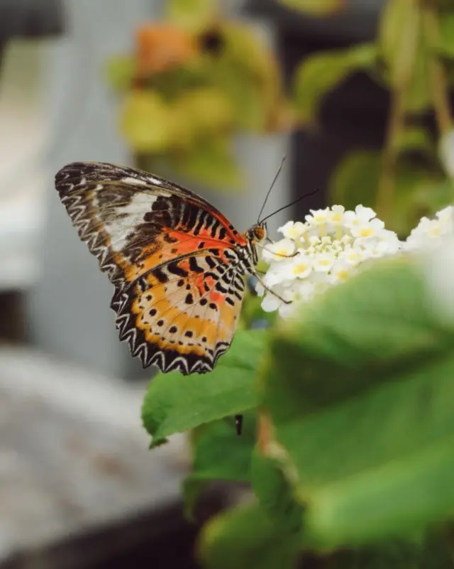 Experience a Kaleidoscope of Colour in beautiful Malahide! 🦋✨🦋🤩

Our Butterfly House is the only one of its kind in Ireland, and trust us, the colours are even better in person. 

Looking for something interesting to do with the family over the easter holidays -  we have something truly exotic. Skip the ordinary and step into a world of wonder at Malahide Castle Butterfly House.

Known for being one of the most vibrant spots in Dublin, our house is currently a swirling kaleidoscope of beauty and colour. It’s the perfect tropical escape right in the heart of the gardens! 🌿🌷

Whether you’re a photography lover or just looking for a peaceful moment of beauty, these exotic beauties are waiting for you.

🏰 Make a Day of It
Since it's located within the grounds, you aren’t just limited to the wings and scales. After you've explored the tropics, you can:

🧚‍♀️Hit the Fairy Trail: Perfect for younger kids to burn off that Easter egg energy.

🌿Explore the Walled Garden: A stunningly manicured area that looks incredible in the spring.

Have you been to visit us yet? 👇

 Let us know your favourite butterfly species or tag someone who needs an Easter adventure!

#MalahideCastle #ButterflyHouse #EasterInDublin #DublinGardens #SchoolHolidays  #ThingsToDoWithChildrenOverEaster #KaleidoscopeOfColour #VisitMalahide #NatureLovers #ExploreDublin #explorefingal