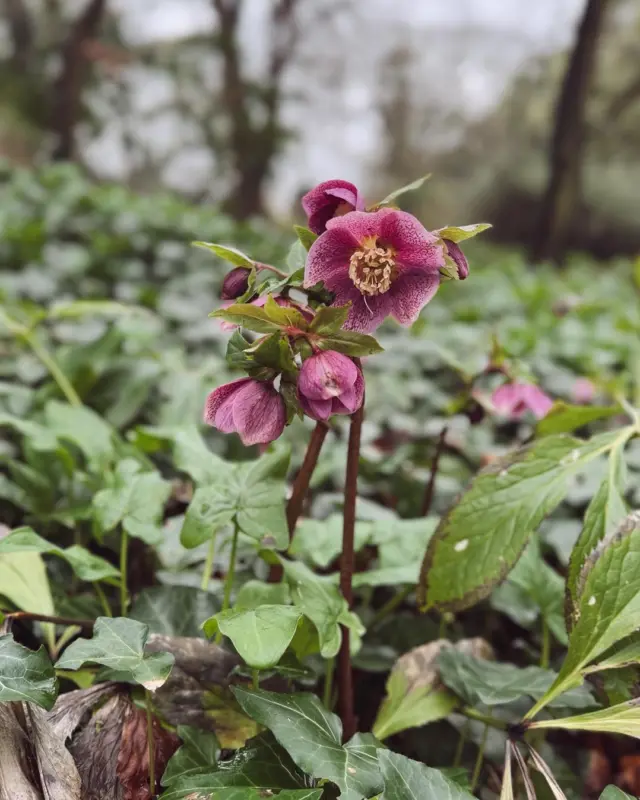 The Fairy Trail is starting to bloom… 🌸✨

Snowdrops are peeking through, hellebores are in flower and the first signs of Spring are weaving their magic through the woods.

Take a wander and see what’s beginning to awaken at Malahide Castle 🌿

#MalahideCastle #FairyTrail #SpringAtTheCastle #DiscoverIreland #FamilyDaysOut