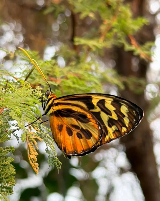 🦋🌸 More than just beautiful - butterflies are important pollinators.

As they move from flower to flower sipping nectar, butterflies help plants reproduce and support healthy ecosystems. Every gentle landing plays a small part in keeping nature thriving. 🌿

You can see these incredible pollinators up close in our Butterfly House. 🦋✨

👉Plan your visit: https://malahidecastleandgardens.ie/plan-your-visit/

#Pollinators #ButterflyHouse #NatureUpClose #VisitDublin #ThingsToDoInDublin #FamilyDayOut #NatureLovers #WildlifeEducation #MalahideCastleAndGardens