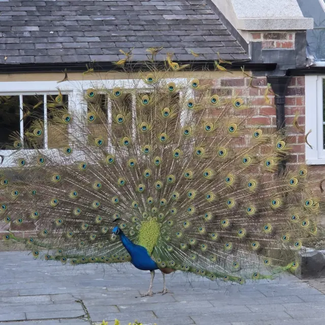 It’s a grand stretch in the evening all the same. ☀️😄💬

Putting on a show for the extra daylight! 🦚

#SpringDays #BrighterDaysAreComing #ExploreFingal #TheGrandStretch #FingalLiving #PeacocksOfInstagram #SpringIsHere