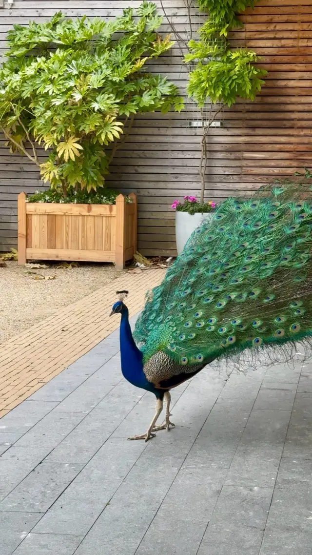 🦚 Breaking news from our peacock at Malahide Castle:

The shop is stocked with beautiful new arrivals, including peacocks, butterflies, and plenty of other treasures!

Whether you’re looking for an unique souvenir, a gift for someone special, or a little reminder of your visit, you’ll find books, toys, jewellery, clothing, and so much more!

So next time you’re exploring Malahide Castle, make sure to pop into the shop and take a little piece of the magic home with you ✨🏰

#malahidecastle #visitdublin #peacock #irishsouvenir